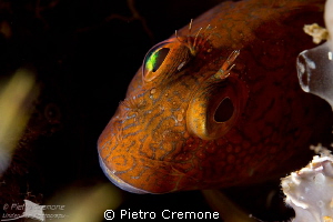 Please don't eat me! by Pietro Cremone 